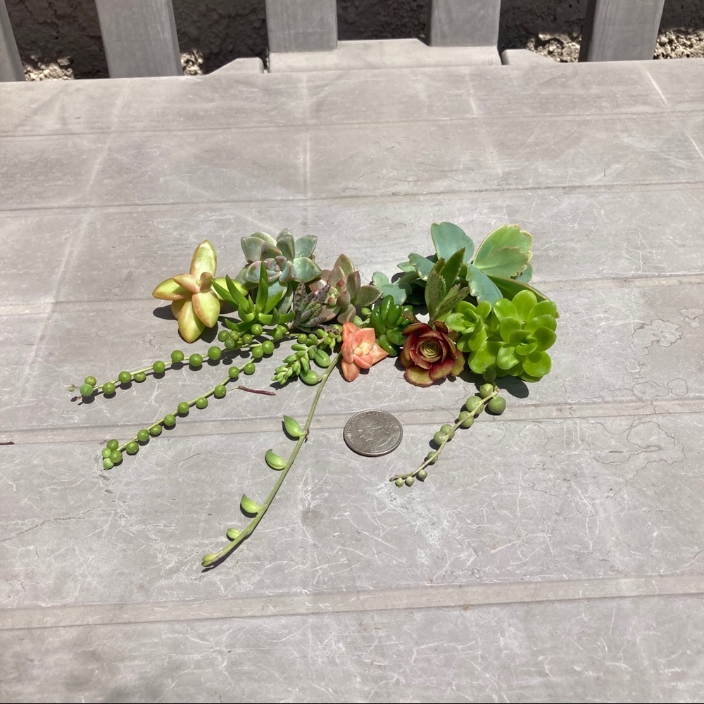 haliiioo succulents